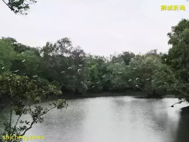 《即刻隨心所想，心想獅城》新加坡生態遊系列2