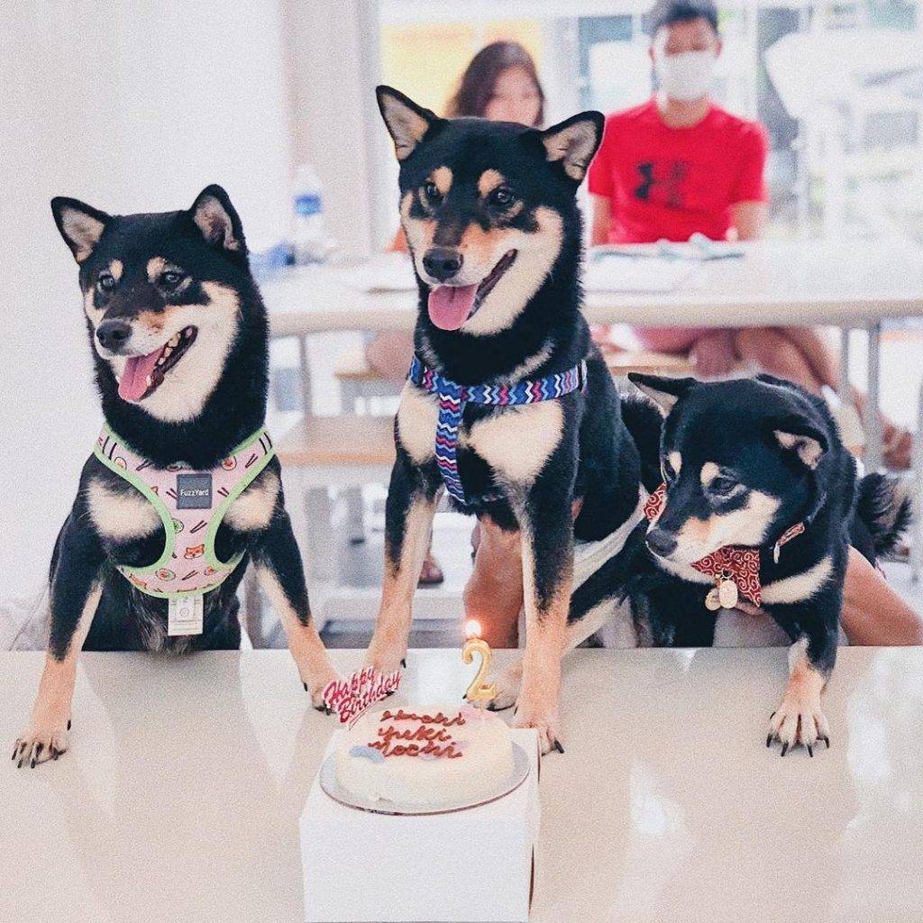 汪星人咖啡厅🐶 满屋萌犬的“Menage Cafe”边吃饭边耍狗!去找毛小孩解解压、透透气😍