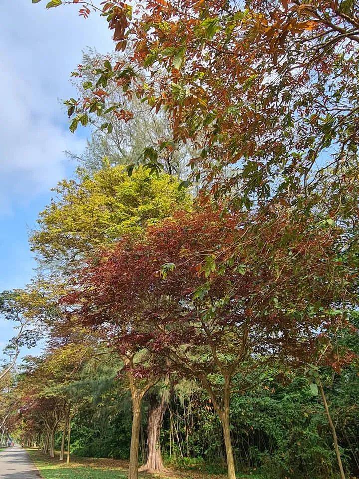 三月的新加坡,已是秋意满满