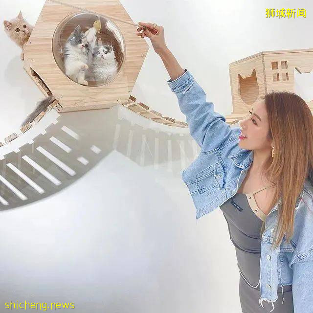 仅$12+!新加坡新开的撸猫好去处,让毛球们治愈你的心