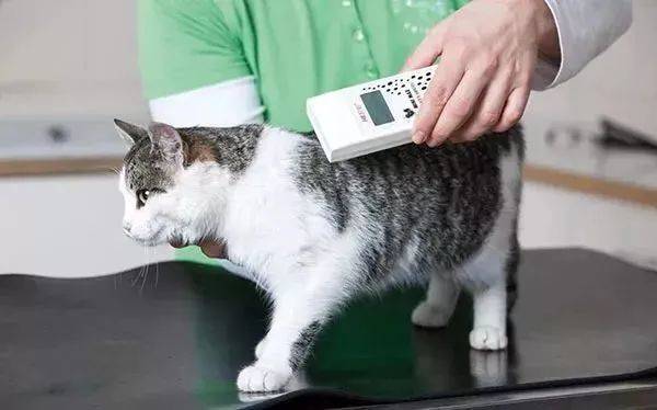 带宠物入境新加坡最全攻略,让‘毛孩子’漂洋过海来陪你,必须收藏