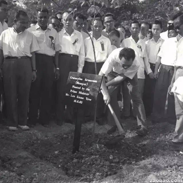 將自然引入城市:新加坡“花園城市”背後的故事