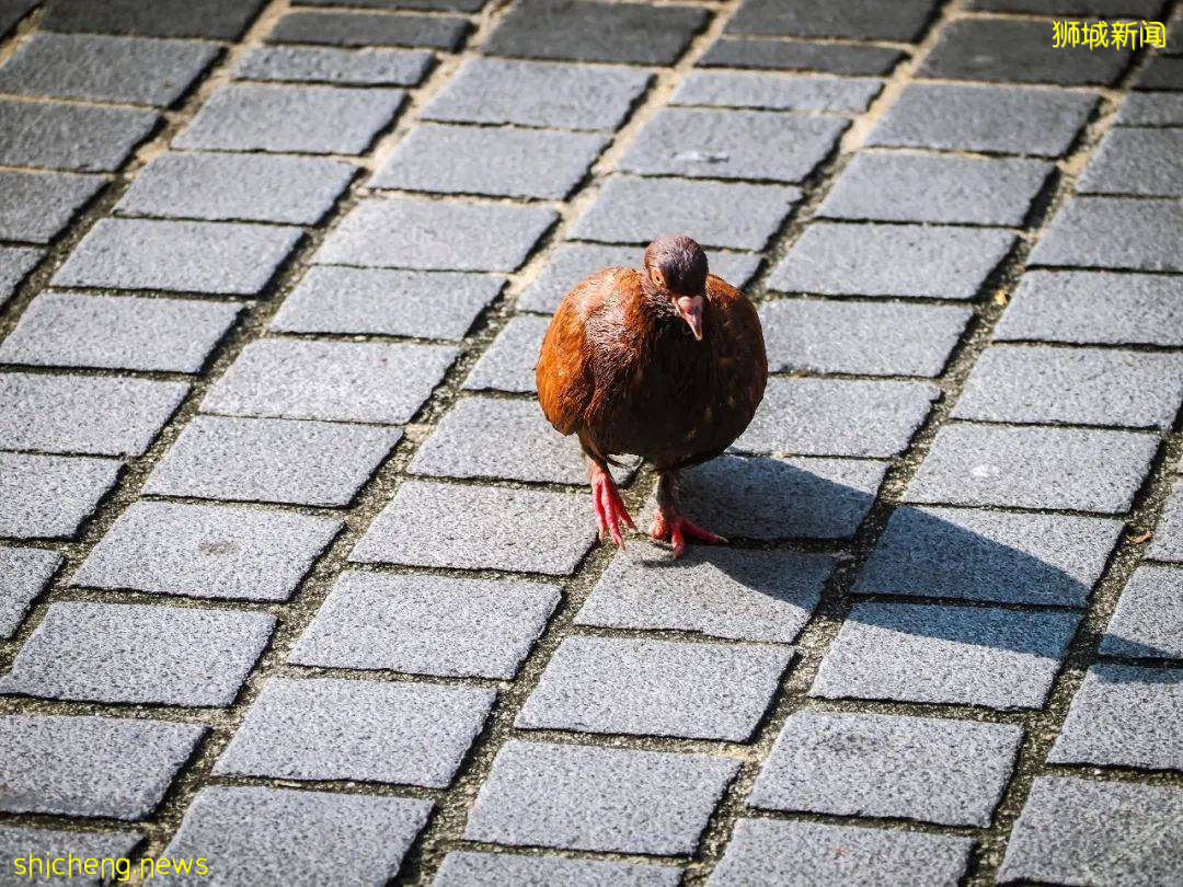 新生攻略 在新加坡體驗伊斯蘭文化