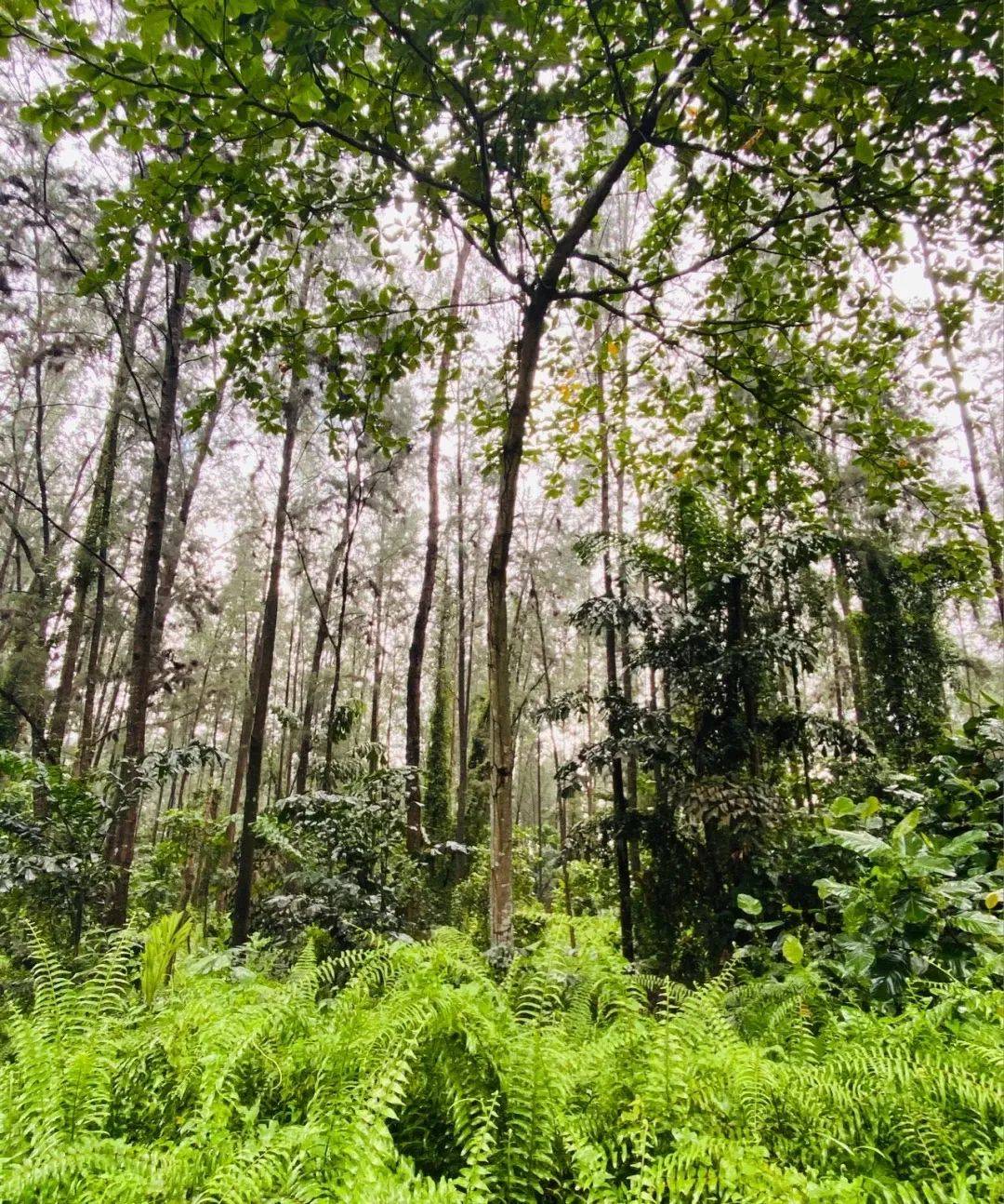 新加坡最美打卡樹集合 一起來看看吧