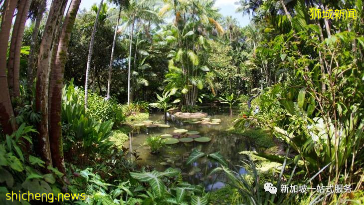 最美麗的自然風光: 新加坡植物園!