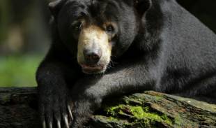 號外!新加坡可以認養企鵝、猩猩、樹懶,能帶回家嗎!