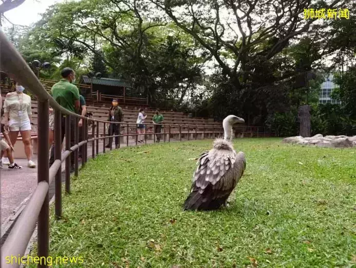小朋友超爱！裕廊飞禽公园露营！和火烈鸟一起度过美好夜晚
