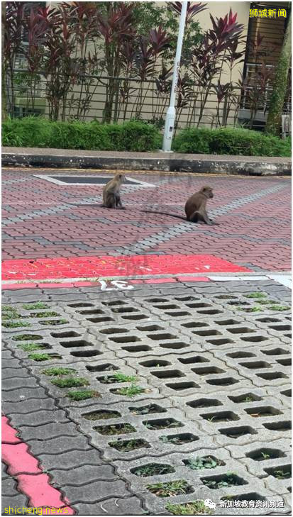 留學在外，也有家的溫暖 ——新加坡南洋理工大學（NTU）宿舍介紹