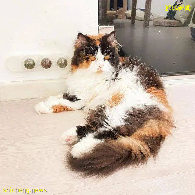 仅$12+!新加坡新开的撸猫好去处,让毛球们治愈你的心