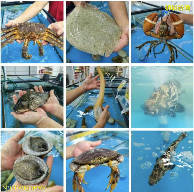 新加坡解封後,遛娃+逛街兩不誤!首家免費“水族館”來了