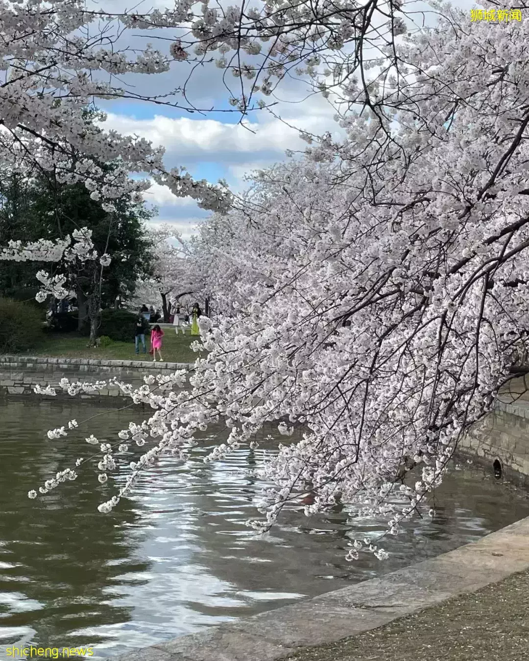 新加坡总理李显龙出访美国!打卡樱花树、白宫、还聊了这些