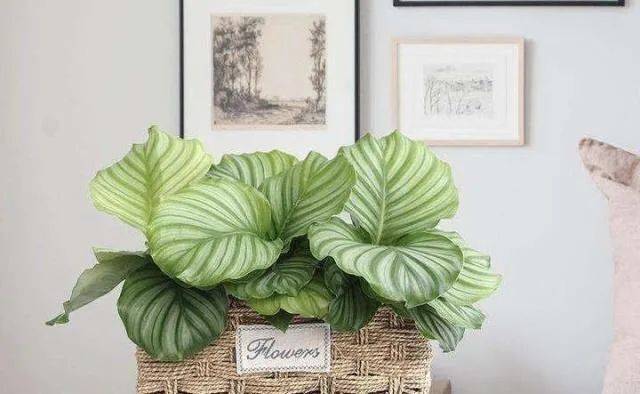 在新加坡哪裏買綠植最合適？走起來