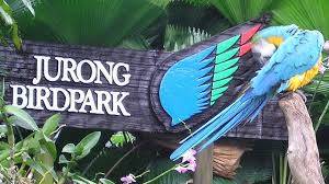 惊喜！在新加坡也能看菲律宾最稀有鹰种啦