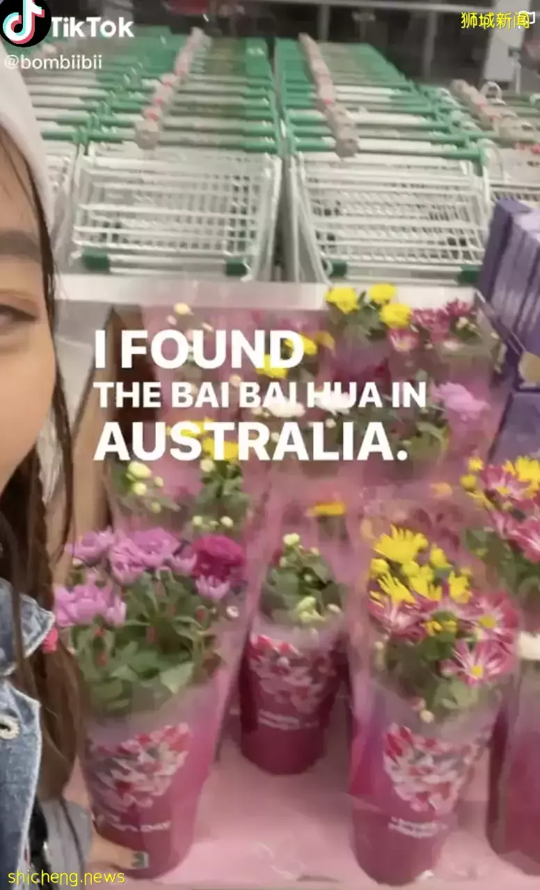 大跌眼鏡！新加坡祭拜用的白色菊花，居然在這裏成母親節禮物