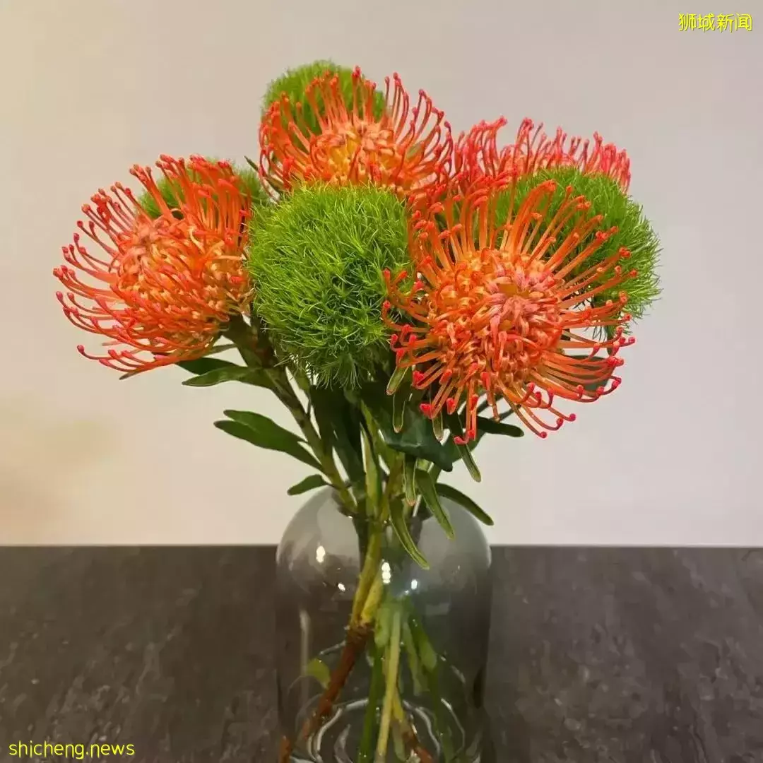 鮮花在熱帶也能養1個月？資深花友新加坡買花、養護大揭秘