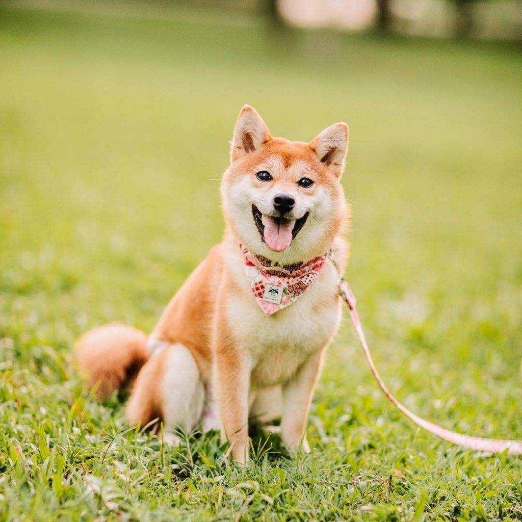 打卡新发现👉碧山宏茂桥公园📍自然景观+莲花池塘+湖畔舞台,遛狗散步不忘拍拍照💕