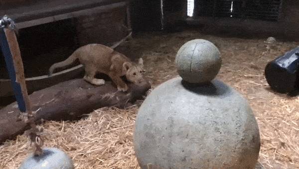 新加坡第一只通過輔助生殖技術誕生的非洲獅崽來啦