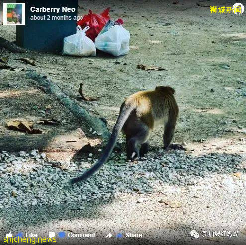 新加坡其实有两个虎豹别墅,其中一个就建在这个未开发的小岛上