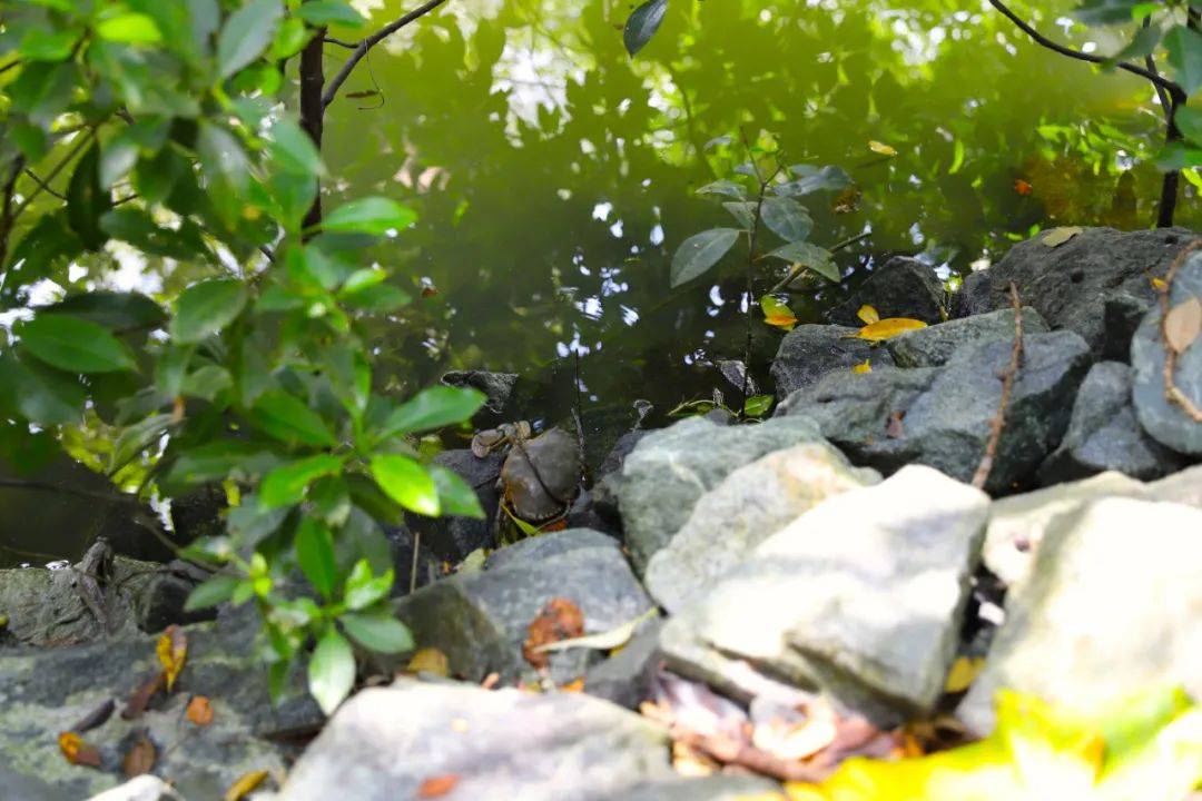3天小長假！請來新加坡最美的濕地，超500種熱帶動植物免費看
