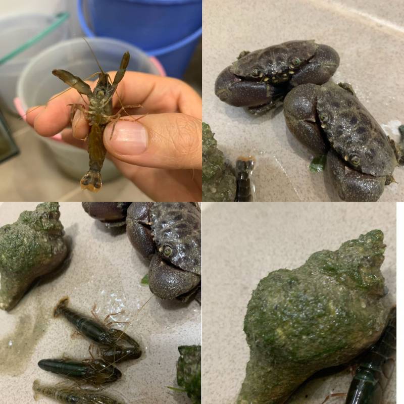 新加坡遛娃指南