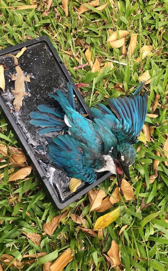 巴刹置粘鼠板捉害虫   意外补抓蓝色翠鸟