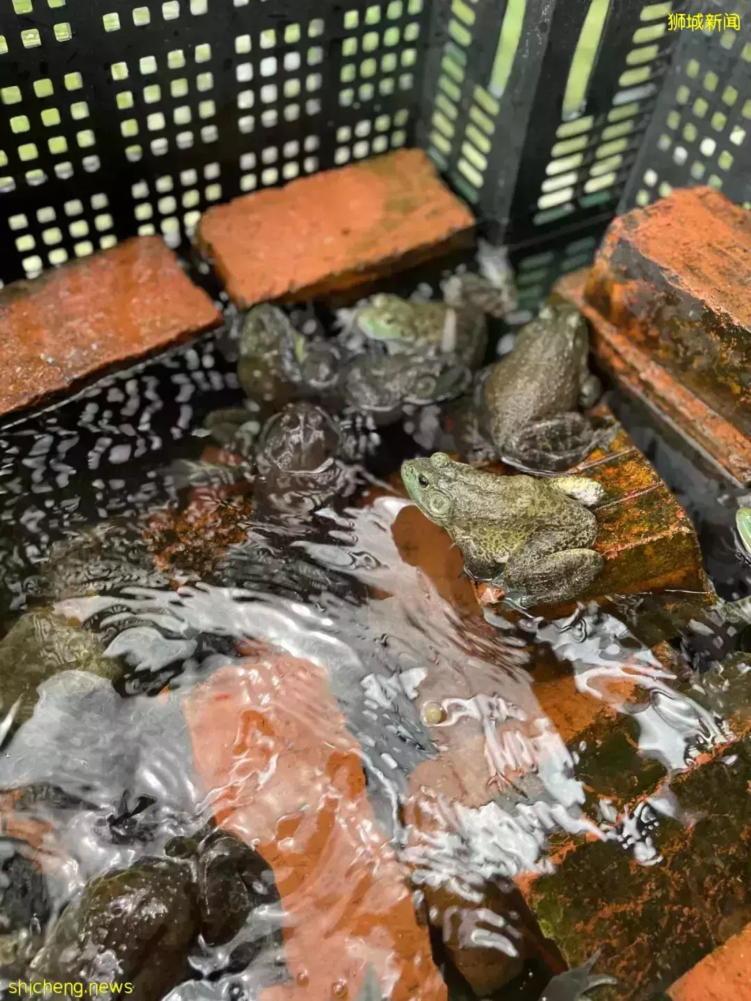 下水抓蛙、摘菜摸鱼、开土摩托……我带娃体验了一把新加坡的农家乐