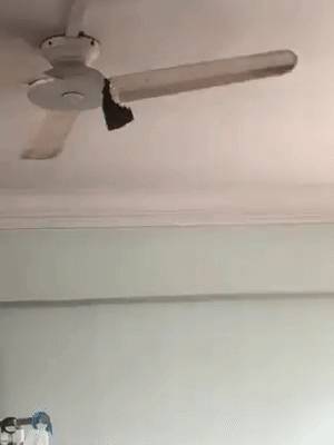 蝙蝠闯进民宅，偷吃香蕉，拉屎遍地