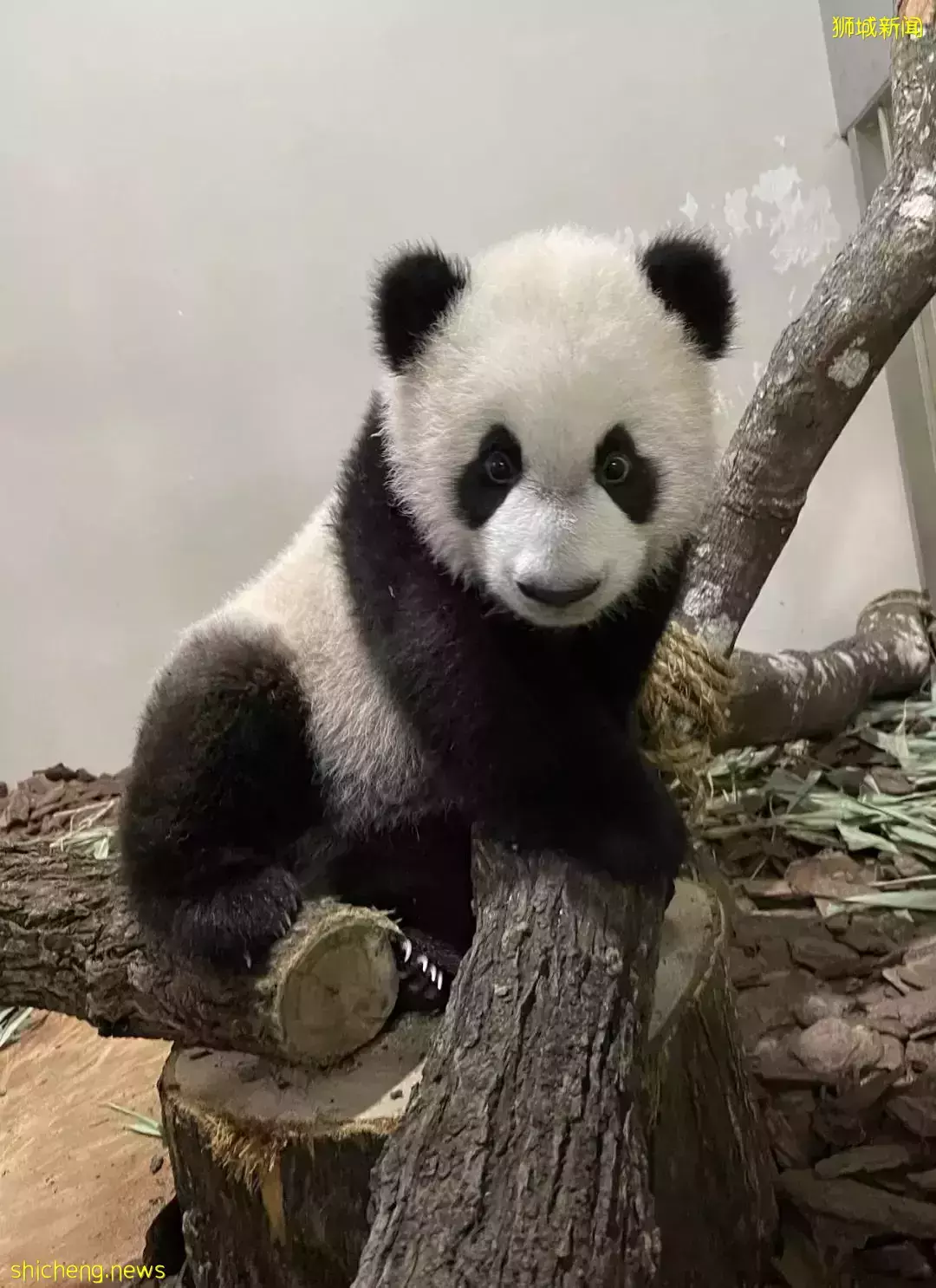 过年会吃多,跟着新加坡小熊了叻叻一起健身