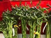 新加坡最大最好逛的花市,1000+花卉,新年必入好运连连