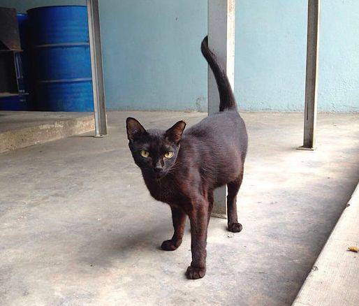 小坡島留學 NUS 校園撸貓攻略