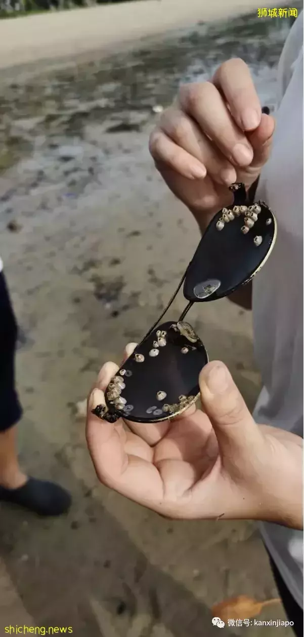 新加坡“趕海”全攻略!遇見了這麽多神奇的生物