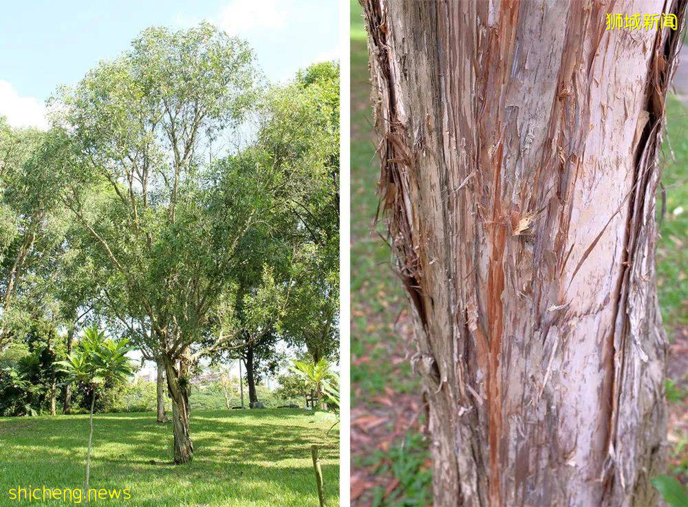 全民放假的哈芝節(Hari Raya Haji)，領略不一樣的獅城