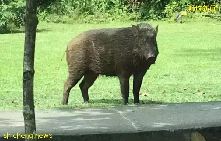 新加坡野鸡泛滥成灾!政府成立工作小组