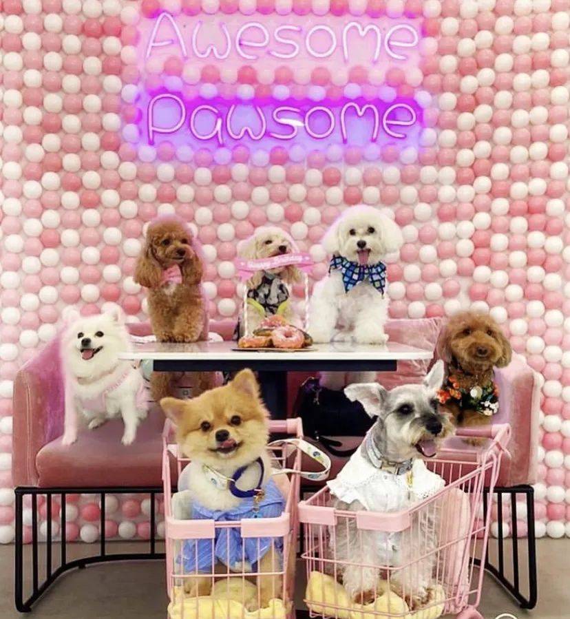 治愈系的它看一眼就爱不释手！新加坡撸猫撸狗地图来咯