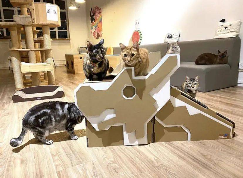 治愈系的它看一眼就愛不釋手！新加坡撸貓撸狗地圖來咯