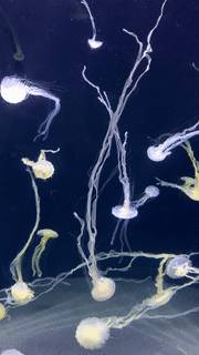 年末假期,教你如何在新加坡找“雪花”、小黃人和聖誕老公公