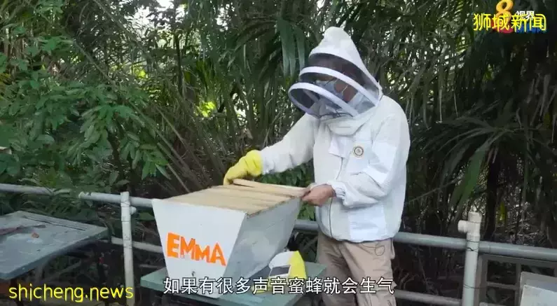 副校長轉行養蜂 希望推廣人與蜜蜂共存