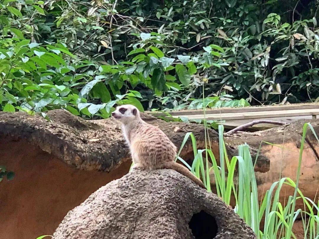 行走獅城——新加坡動物園