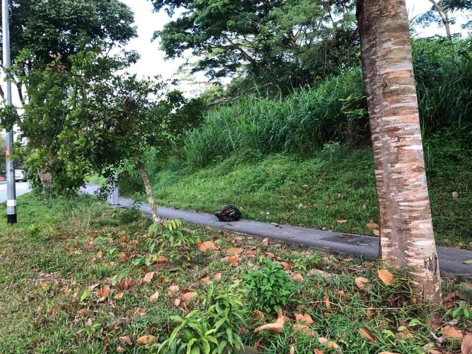 新加坡频现巨蟒和鳄鱼!“我看到蛇在路中间抱团......”