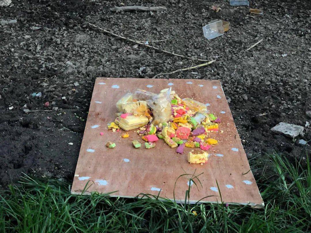 別在 NTU 餵豬了!新加坡的野生動物可不好惹