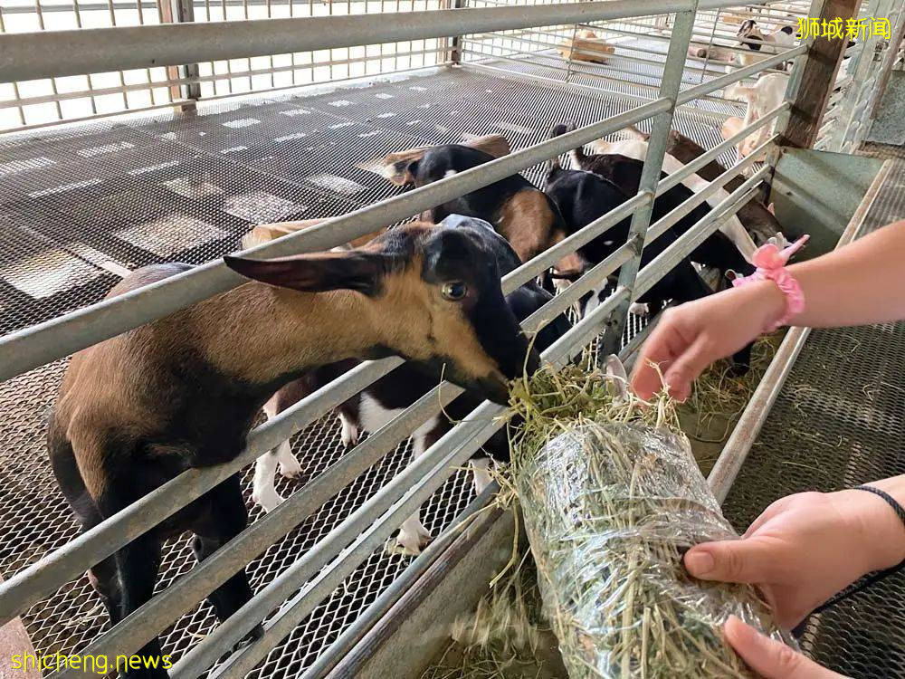 周末帶娃去徒步!10米高木塔、農場、木棧道,湖天一色好美