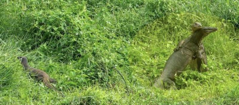 新加坡水獭群组团围观大蜥蜴打架!这么八卦的水獭绝对是百分之百新加坡土生土长啊