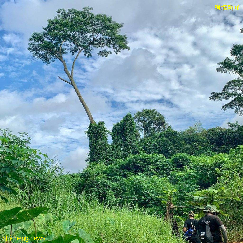 现实版《千与千寻》同款神秘隧道,直接通到Clementi Forest原始森林