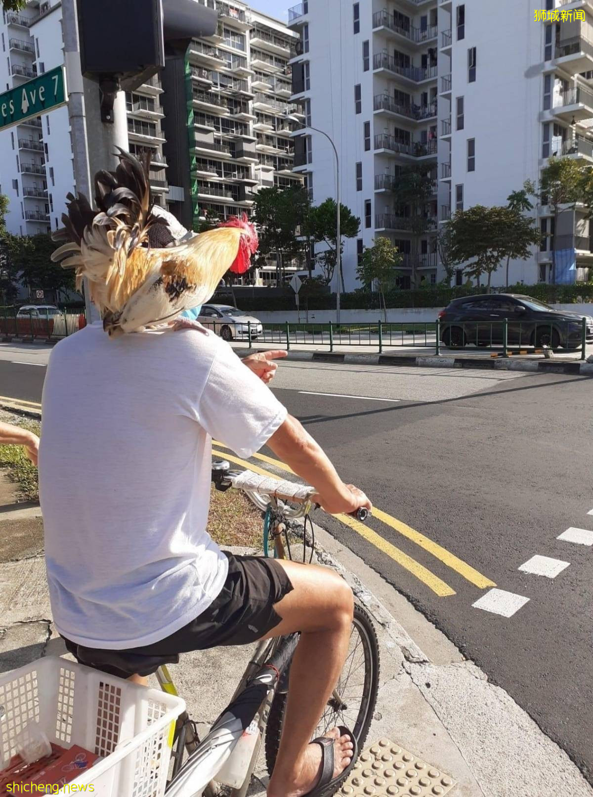 白公鸡不跑  不吵  不闹 男子踩脚车 遛鸡