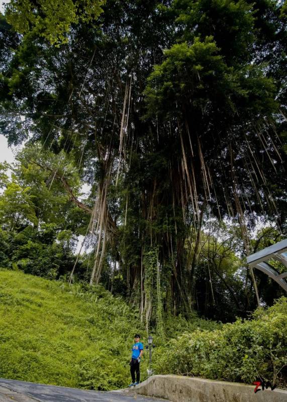 这座网红美照最多的小山,承载着新加坡那段血与火的历史