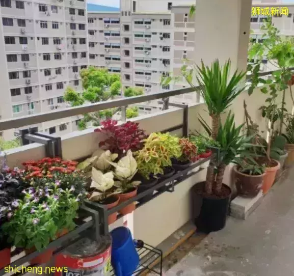 實地探訪，新加坡最嚇人的組屋，到底有什麽玄妙