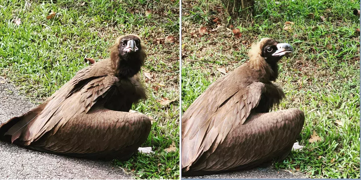 “神雕”出没狮城? 观鸟爱好者:第一次在本地看见