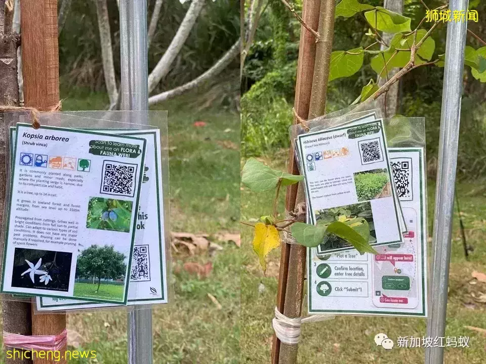 【圖文】這段18公裏沿海路線美爆了! 左看右看都不像在新加坡