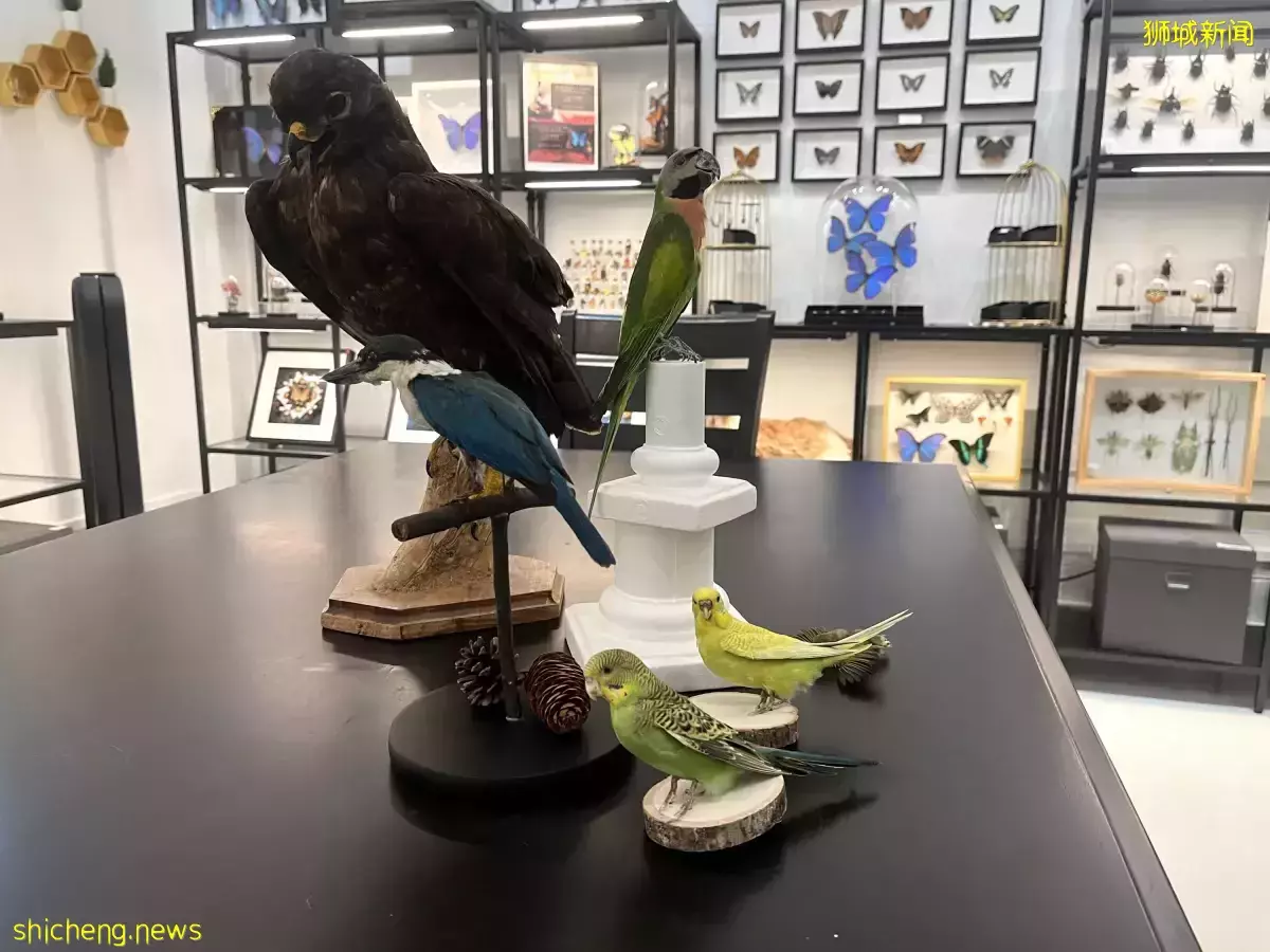 女標本剝制師 結合科學與藝術保留動物原貌