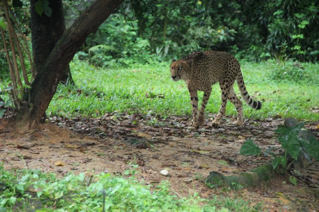 世界十大动物园之一：新加坡动物园，确实不一样